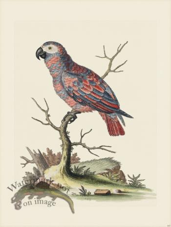 Edwards 163 Ash and Red Parrot